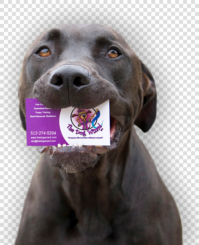 Weimaraner  HD Png DownloadTransparent PNG