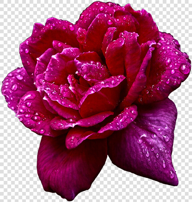 Naturaleza  Flor  Rosa  Jardin  Gotas  Agua   Hybrid Tea Rose  HD Png DownloadTransparent PNG