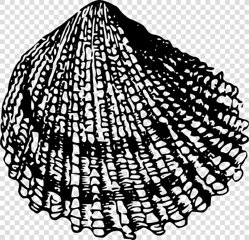 Sea Shell 2 Clip Arts   Sea Shell Drawing Black And White Png  Transparent PngTransparent PNG