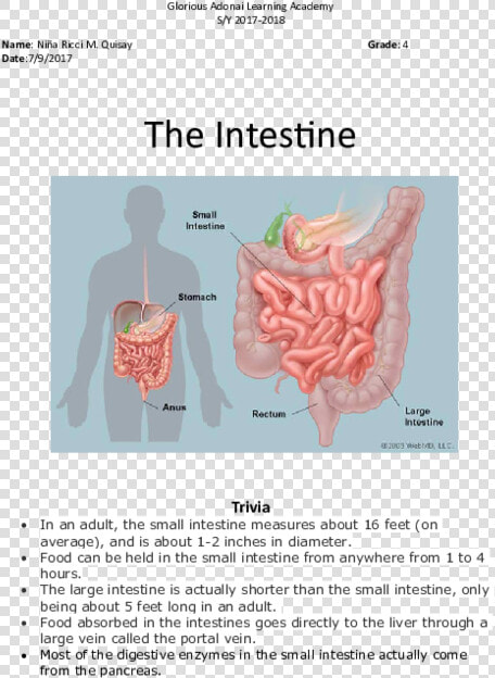 Intestines Png  Transparent PngTransparent PNG