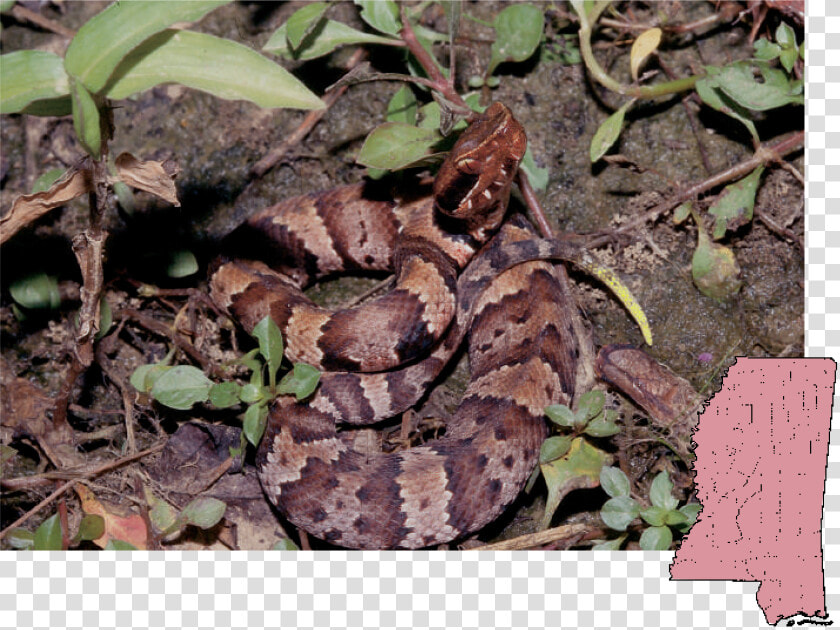 Mississippi Poisonous Snakes  HD Png DownloadTransparent PNG