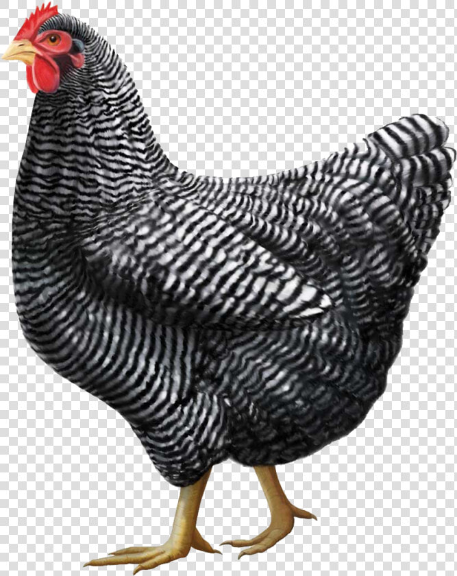 Gray Chicken Png Image   Chickens Png  Transparent PngTransparent PNG