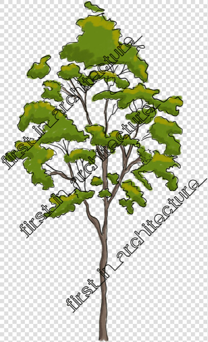 Fia Trees Elevation   Gambel Oak  HD Png DownloadTransparent PNG