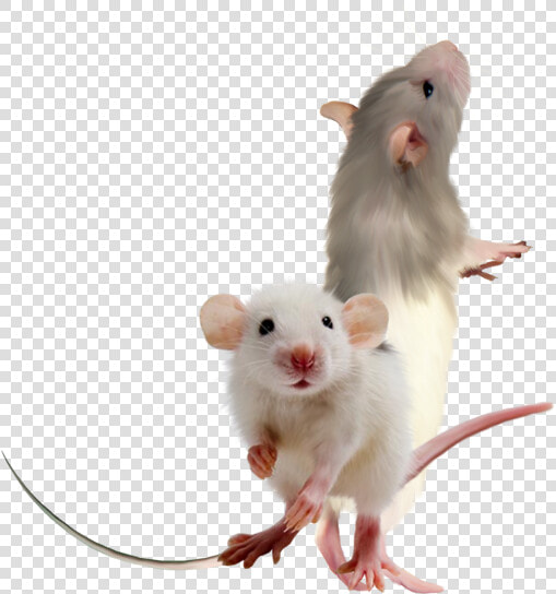 Feeder Mouse  HD Png DownloadTransparent PNG