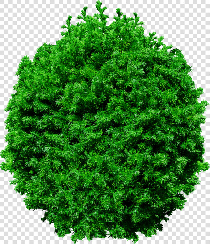 Pine Tree Top View Png Free Icons Png   Top View Tree Png Free Download  Transparent PngTransparent PNG