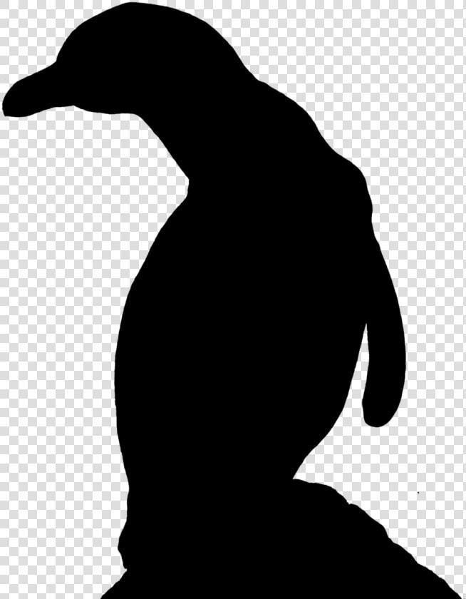 Penguin water Pictures  Free Photos  Free   Adã©lie Penguin  HD Png DownloadTransparent PNG