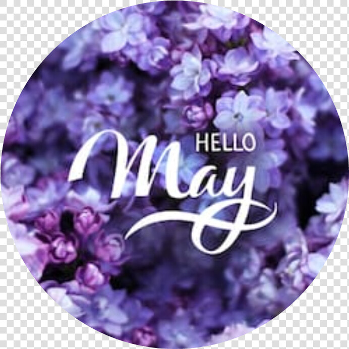  flowers  flora  cool  may  welcome  hello  purpel   Hello May  HD Png DownloadTransparent PNG