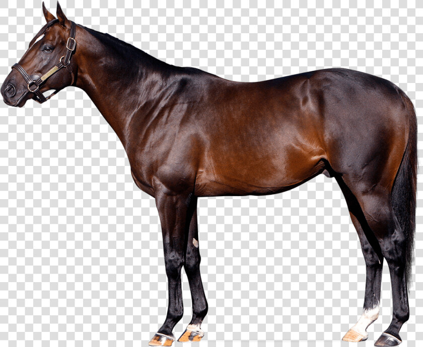 Sky Kingdom   Always Dreaming Horse Stud  HD Png DownloadTransparent PNG