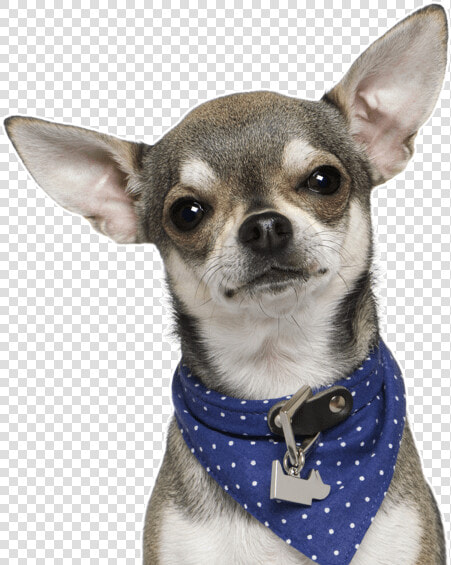 Chihuahua Png  Transparent PngTransparent PNG