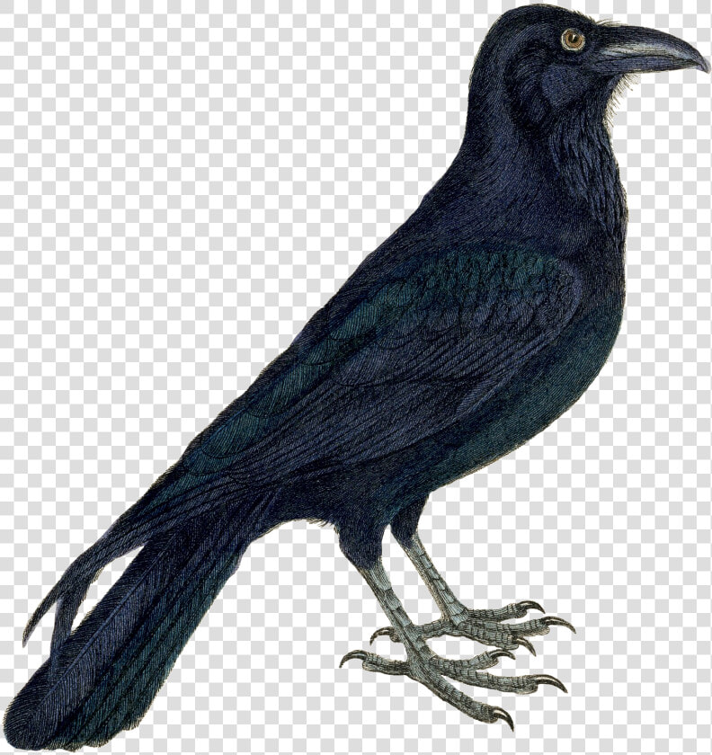 Transparent Crow Clipart Png   Crow Clipart  Png DownloadTransparent PNG