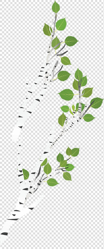 Transparent Birch Tree Branch  Hd Png Download   Png   Canoe Birch  Png DownloadTransparent PNG