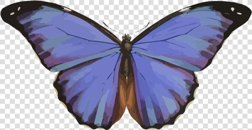 Animales  Mariposa  Insectos  Naturaleza  Azul  Morpho   Transformation To A Butterfly  HD Png DownloadTransparent PNG