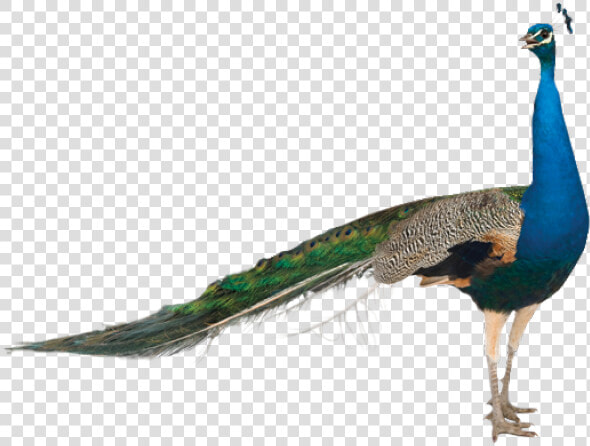 Peacock Png Transparent Images   Peacock For Sale California  Png DownloadTransparent PNG