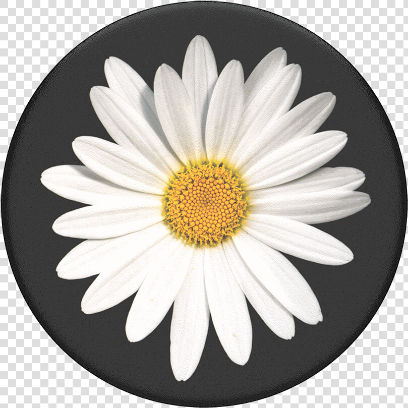 White Daisy Popsocket  HD Png DownloadTransparent PNG