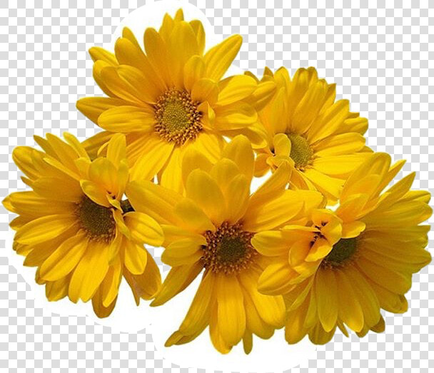 Freetoedit Flower Daisy Filler Aesthetic Tumblr   Yellow Flower Transparent Background  HD Png DownloadTransparent PNG