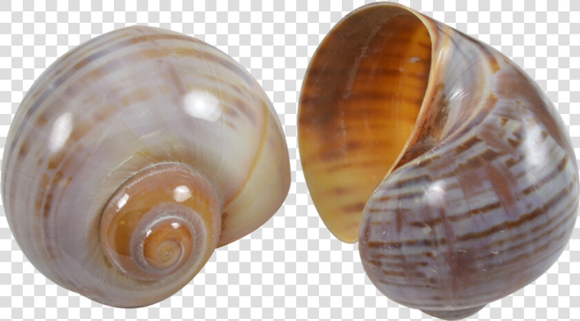 Cherry Land Snail Striped   Baltic Clam  HD Png DownloadTransparent PNG