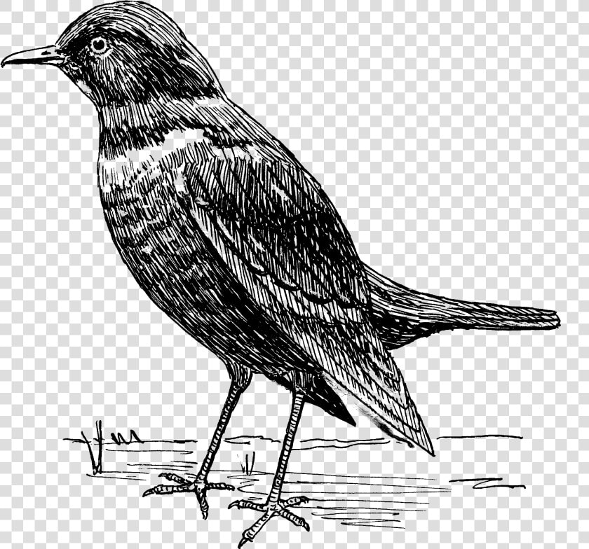 Ousel 2   Blackbird Clipart Black And White  HD Png DownloadTransparent PNG