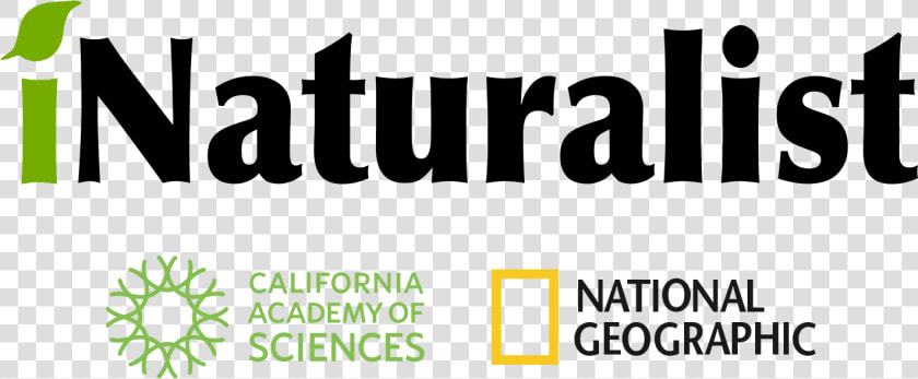 National Geographic Logo Png  Transparent PngTransparent PNG