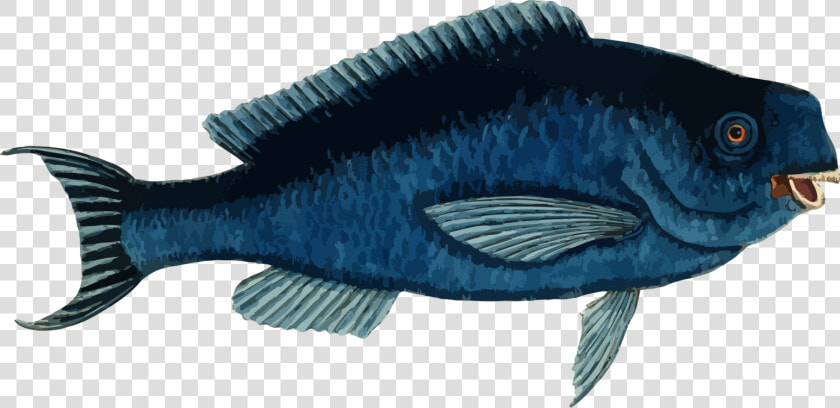 Marine Biology electric Blue fin  HD Png DownloadTransparent PNG