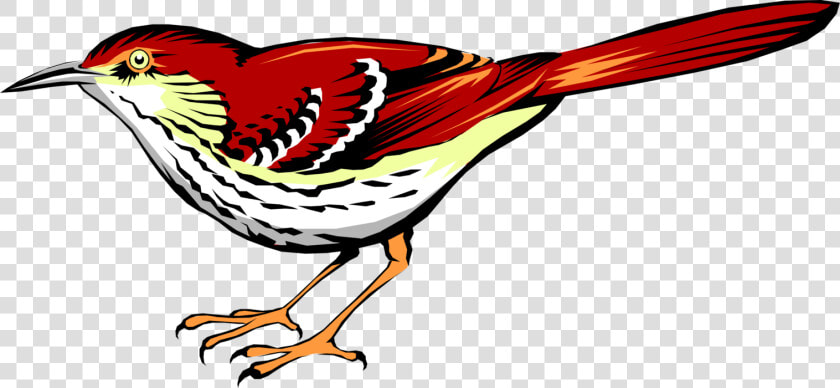 Vector Illustration Of Bright Reddish brown Thrasher   Vector Brown Thrasher  HD Png DownloadTransparent PNG