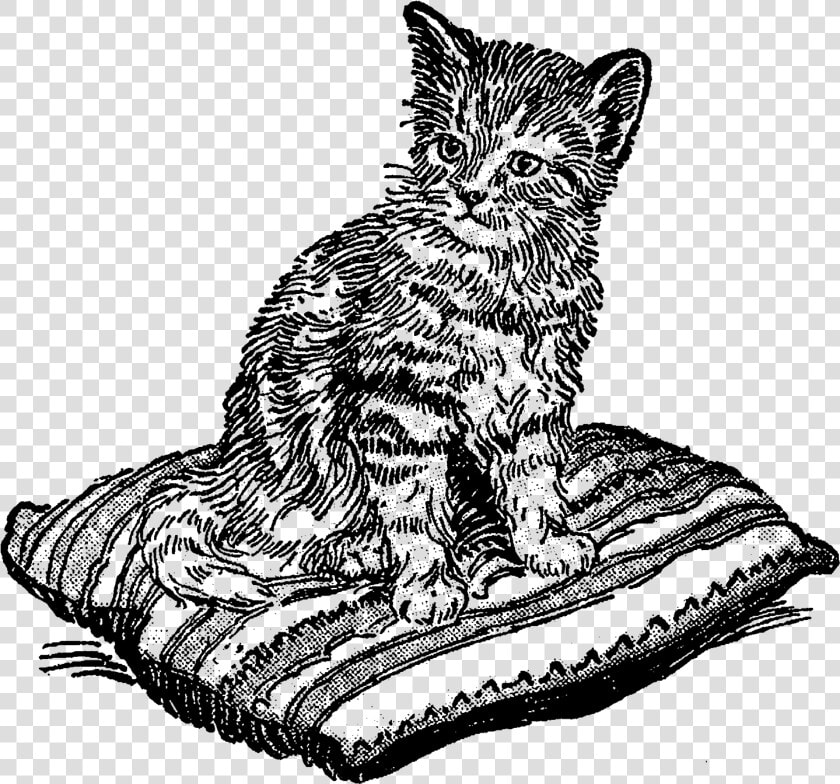 Transparent Kitten Clip Art   Vintage Kitten Cat Illustration Black And White  HD Png DownloadTransparent PNG