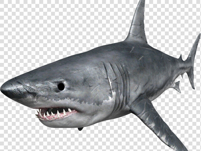 Shark Png Transparent Images   Hungry Shark Png  Png DownloadTransparent PNG