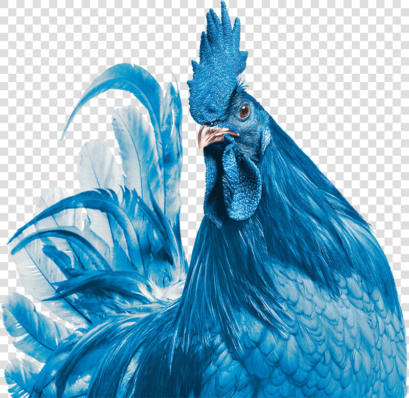 Transparent Hen Png   Delaware State Bird Blue Hen Chicken  Png DownloadTransparent PNG