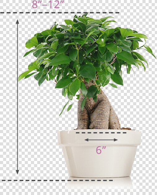 Flowerpot  HD Png DownloadTransparent PNG