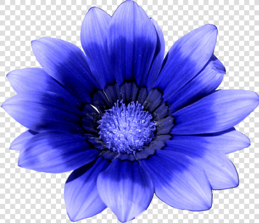 Blue Flower White Cornflower   Cornflower Png  Transparent PngTransparent PNG