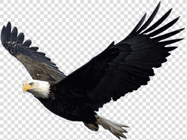 Bald Eagle Clipart Picsart   Eagle Flying Transparent Background  HD Png DownloadTransparent PNG