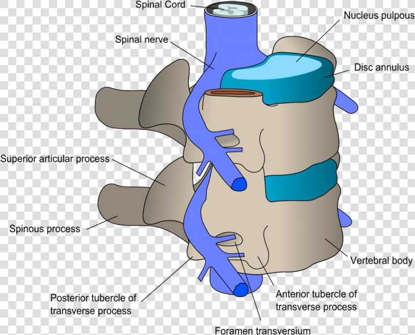 Synovial Joint Of Vertebral Column  HD Png DownloadTransparent PNG