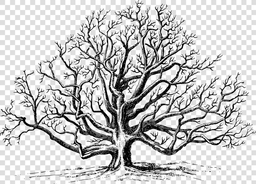 This Free Icons Png Design Of Walnut Tree   Black Walnut Tree Drawing  Transparent PngTransparent PNG