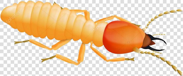 Termite  HD Png DownloadTransparent PNG