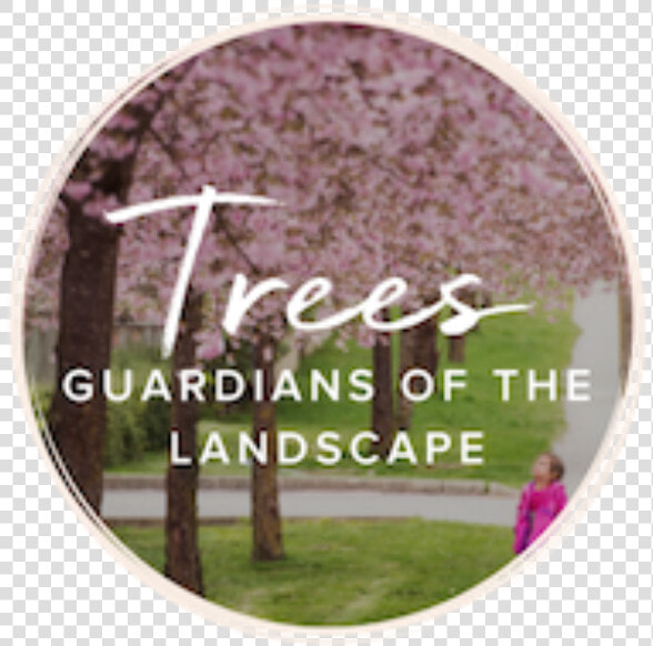 Trees Along Path   スーパー エイト Dvd ラベル  HD Png DownloadTransparent PNG