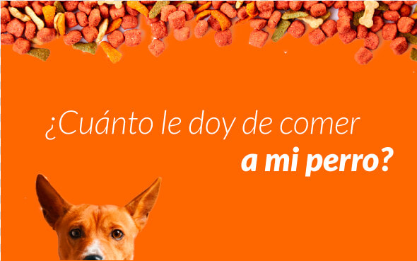 Cuerpo Bloque Blog Perro Autoenvio Lp   Basenji  HD Png DownloadTransparent PNG