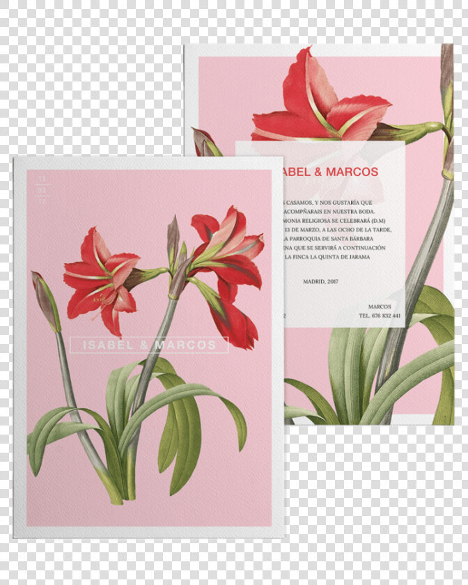 Redoute Flower Paintings  HD Png DownloadTransparent PNG