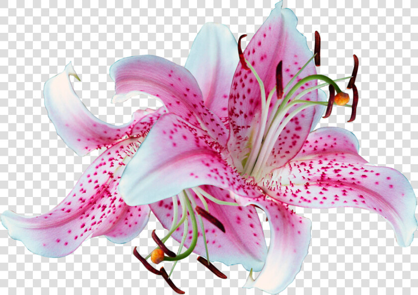 Clip Art Pictures Of Stargazer Lilies   Transparent Background Lilies Png  Png DownloadTransparent PNG