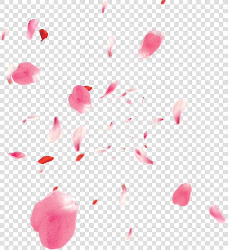 Flowers Petali Rose Petals Petalsofroses Pink Love   Transparent Background Cherry Blossom Petals  HD Png DownloadTransparent PNG