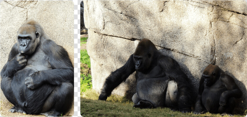 Gorillas   Western Lowland Gorilla  HD Png DownloadTransparent PNG