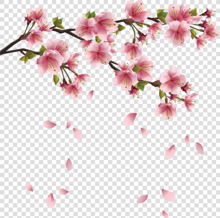 Cherry Blossoms Png   Transparent Sakura Flower Png  Png DownloadTransparent PNG