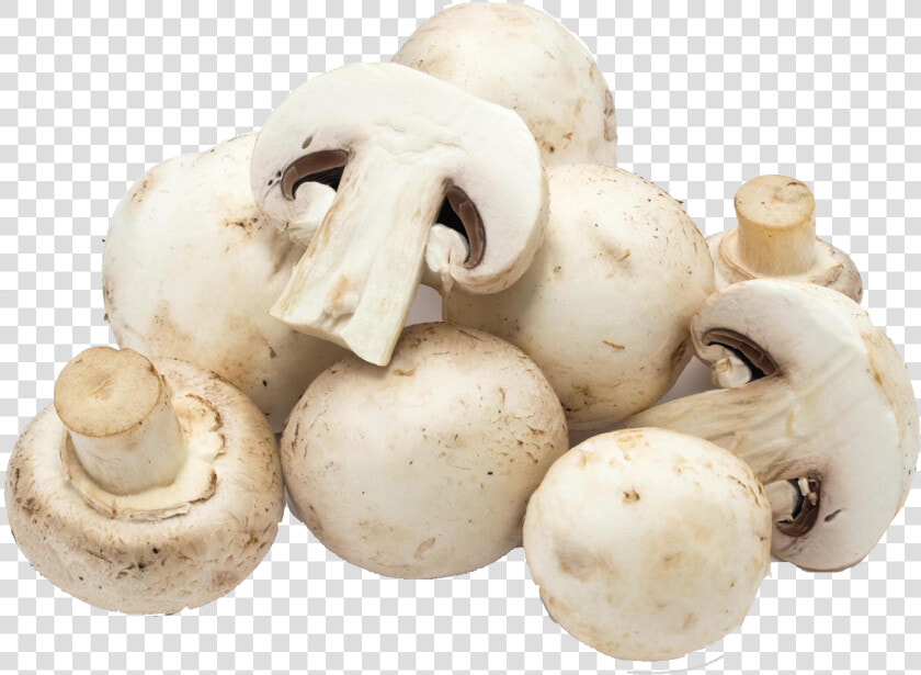 Mushroom Png Free Download   White Mushroom  Transparent PngTransparent PNG