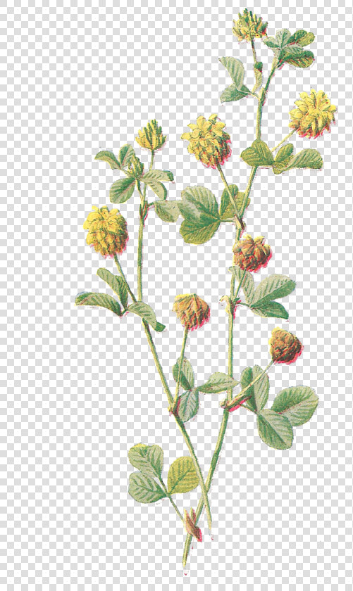 Wildflower Vector Clipart   Botanical Flower Drawings Png  Transparent PngTransparent PNG