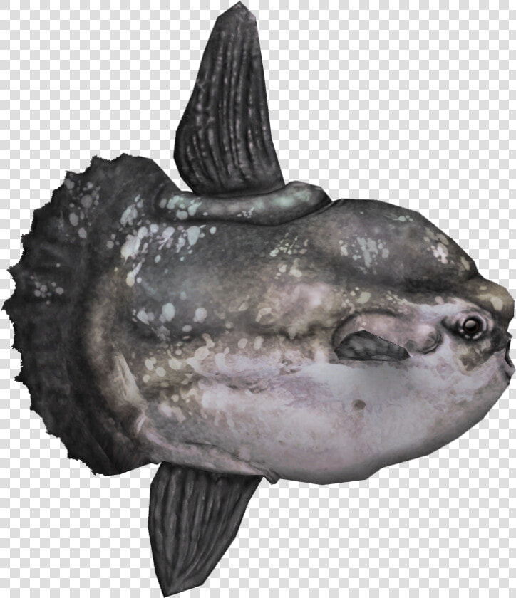 Ocean Sunfish   Ocean Sunfish Png  Transparent PngTransparent PNG