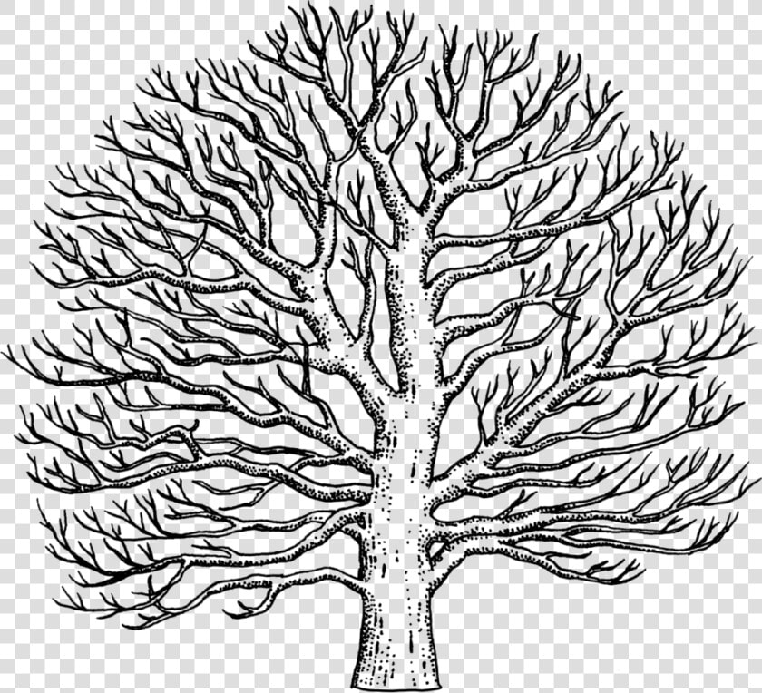 Drawn Tree Sycamore Tree   Easy To Draw Sycamore Tree  HD Png DownloadTransparent PNG