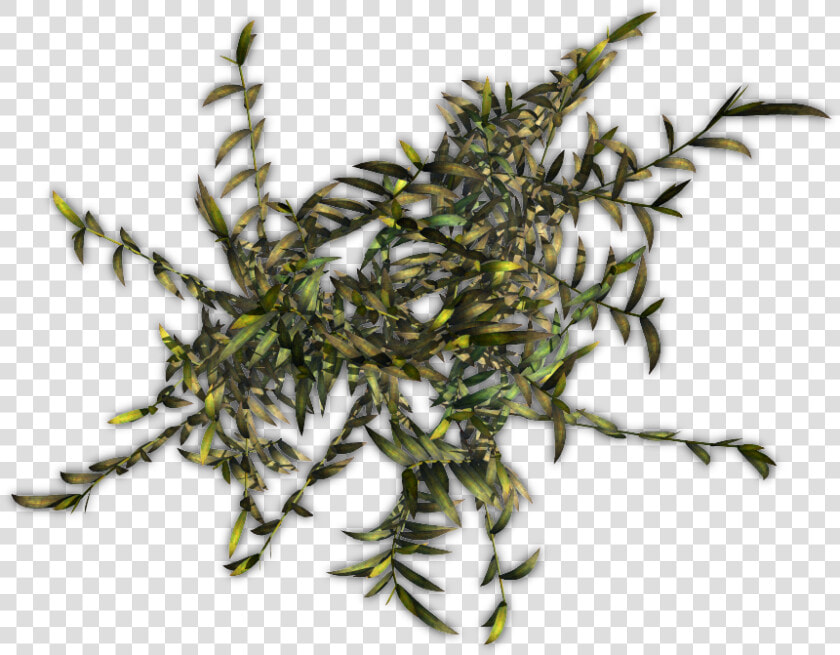 Juniper  HD Png DownloadTransparent PNG