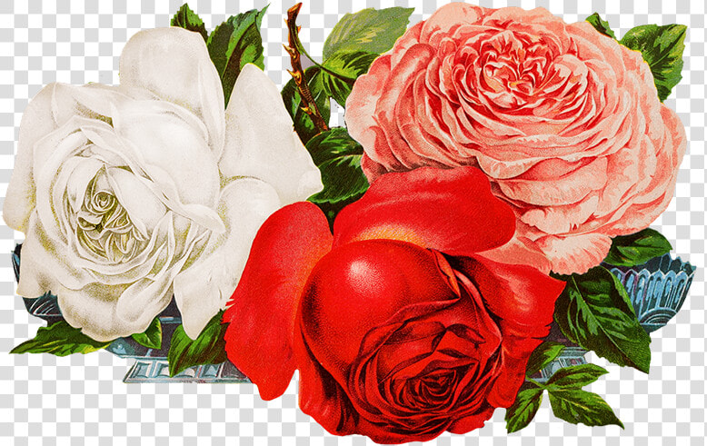 Scrapbooking Roses   Digital Transparent Rose Png  Png DownloadTransparent PNG