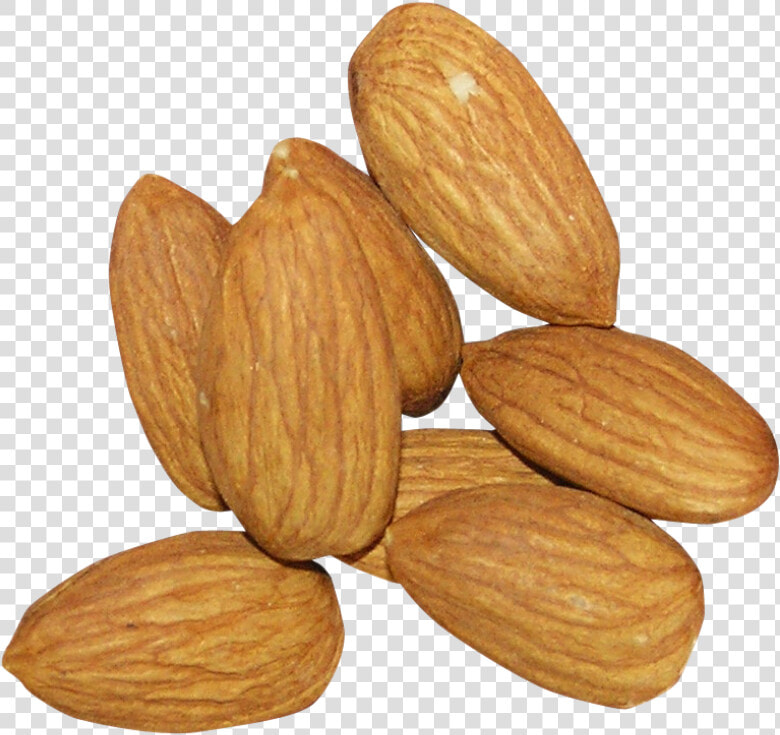 Almond Png Free Download   Almond Transparent Background  Png DownloadTransparent PNG