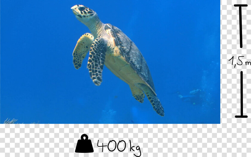 Hawksbill Sea Turtle  HD Png DownloadTransparent PNG