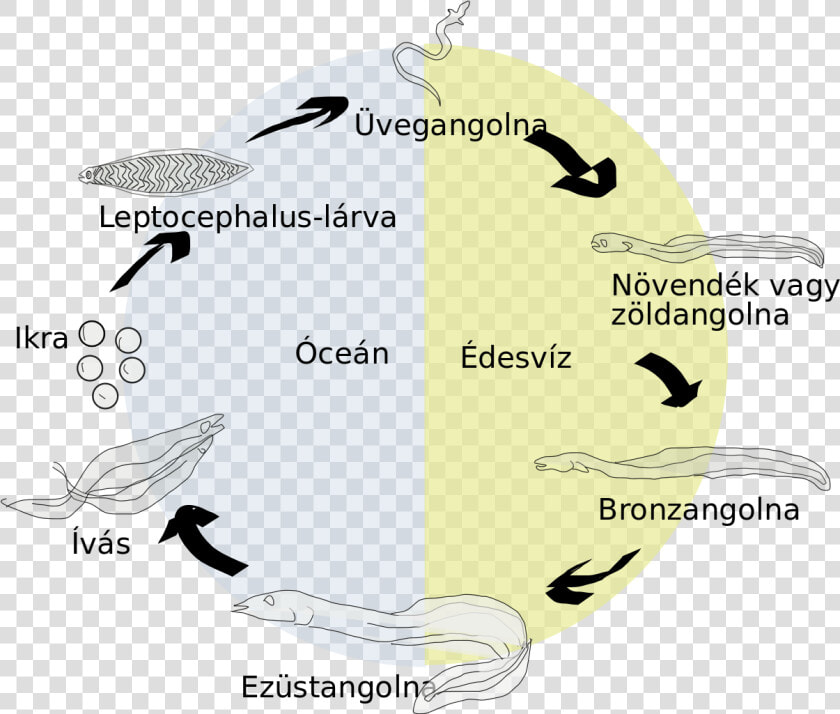 Electric Eel Life Cycle  HD Png DownloadTransparent PNG