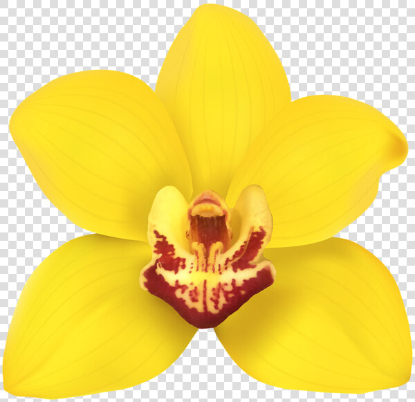 Transparent Orchids Png  Png DownloadTransparent PNG